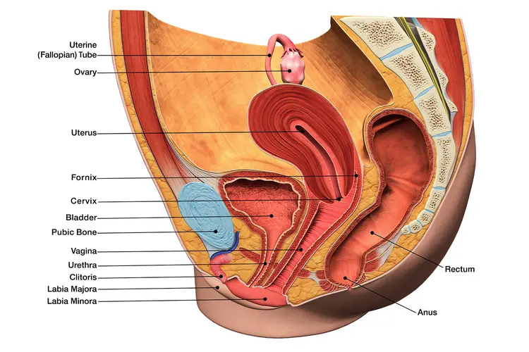 Coronal section of the female reproductive tract: uterus, fallopian tubes, ovaries and supporting ligaments